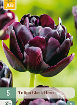 X   5 TULIPA BLACK HERO