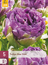 X   5 TULIPA BLUE WOW