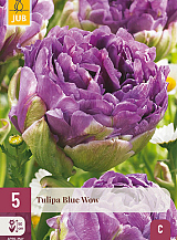 X   5 TULIPA BLUE WOW