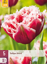 X   5 TULIPA BREST