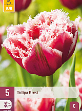 X   5 TULIPA BREST