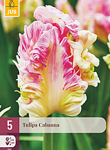 X   5 TULIPA CABANNA