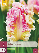 X   5 TULIPA CABANNA