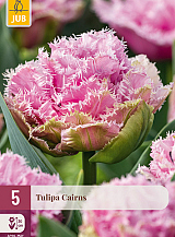 X   5 TULIPA CAIRNS