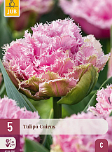 X   5 TULIPA CAIRNS