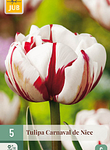 X   5 TULIPA CARNAVAL DE NICE