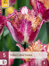X   5 TULIPA COLOUR FUSION