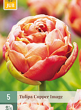 X   5 TULIPA COPPER IMAGE