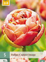 X 5 TULIPA COPPER IMAGE