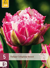 X   5 TULIPA CRISPION SWEET