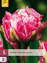 X   5 TULIPA CRISPION SWEET