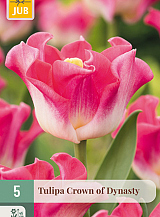 X   5 TULIPA CROWN OF DYNASTY