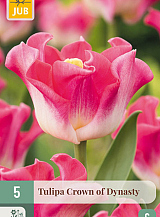 X   5 TULIPA CROWN OF DYNASTY