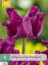 X   5 TULIPA CROWN OF NEGRITA