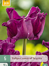 X 5 TULIPA CROWN OF NEGRITA