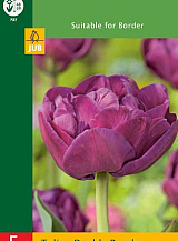 X 5 TULIPA DOUBLE PURPLE