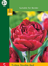 X   5 TULIPA DOUBLE RED