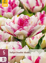 X   5 TULIPA DOUBLE SHAKE