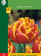 X   5 TULIPA DOUBLE YELLOW/RED