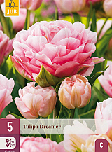 X 5 TULIPA DREAMER