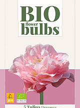 X   5 TULIPA DREAMER - BIO