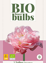 X   5 TULIPA DREAMER - BIO
