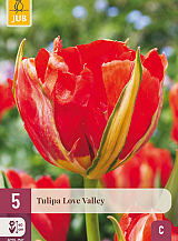X 5 TULIPA LOVE VALLEY