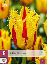 X 5 TULIPA PHANTOM