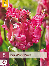 X 5 TULIPA POWER PARROT