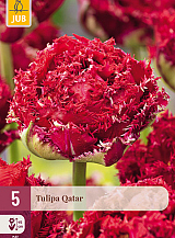 X   5 TULIPA QATAR
