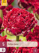 X   5 TULIPA QATAR