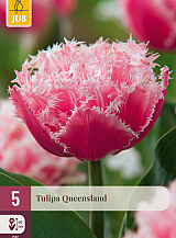 X   5 TULIPA QUEENSLAND