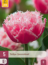 X   5 TULIPA QUEENSLAND