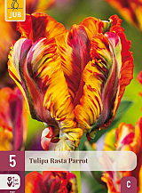 X 5 TULIPA RASTA PARROT