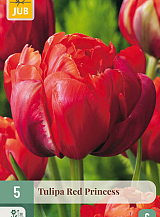 X   5 TULIPA RED PRINCESS