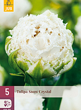 X   5 TULIPA SNOW CRYSTAL