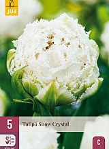 X   5 TULIPA SNOW CRYSTAL