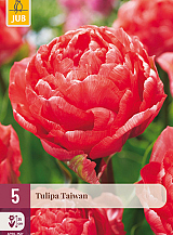 X   5 TULIPA TAIWAN