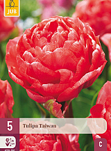 X   5 TULIPA TAIWAN