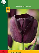 X 5 TULIPA TRIUMPH BLACK