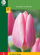 X   5 TULIPA TRIUMPH PINK