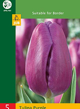 X 5 TULIPA TRIUMPH PURPLE