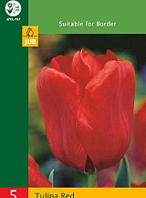 X   5 TULIPA TRIUMPH RED