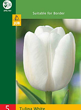 X   5 TULIPA TRIUMPH WHITE