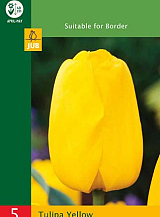 X 5 TULIPA TRIUMPH YELLOW