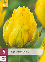 X   5 TULIPA VANILLE COUPE