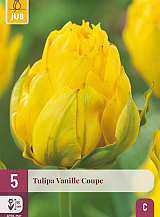 X   5 TULIPA VANILLE COUPE