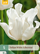 X   5 TULIPA WHITE LIBERSTAR