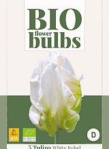 X   5 TULIPA WHITE REBEL - BIO