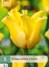 X   5 TULIPA YELLOW CROWN